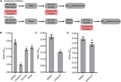 Combination of Antifungal Drugs and Protease Inhibitors Prevent Candida albicans Biofilm Formation and Disrupt Mature Biofilms